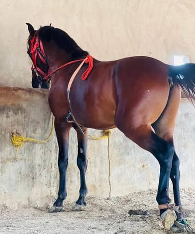 Desi ghora | pure desi hourse | hourse | riding hourse