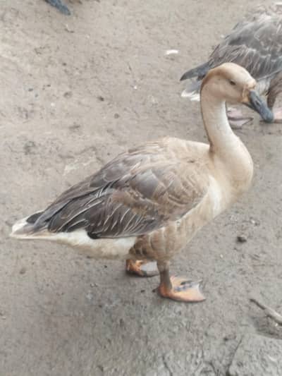 top quality ducks