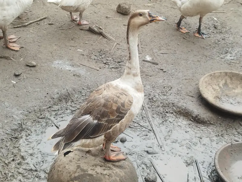 top quality ducks — photo 2