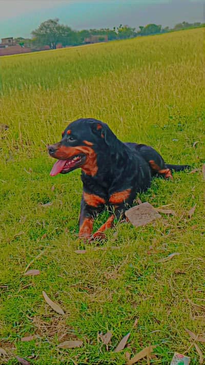 High quality breeder female