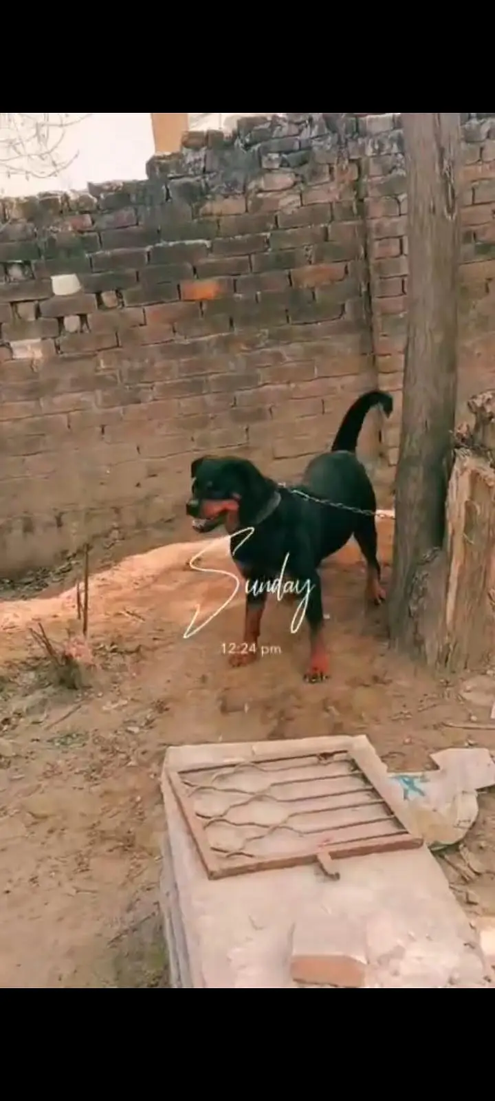rottweiler female — photo 3