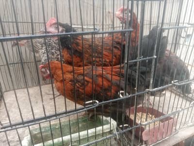 missri murgya available