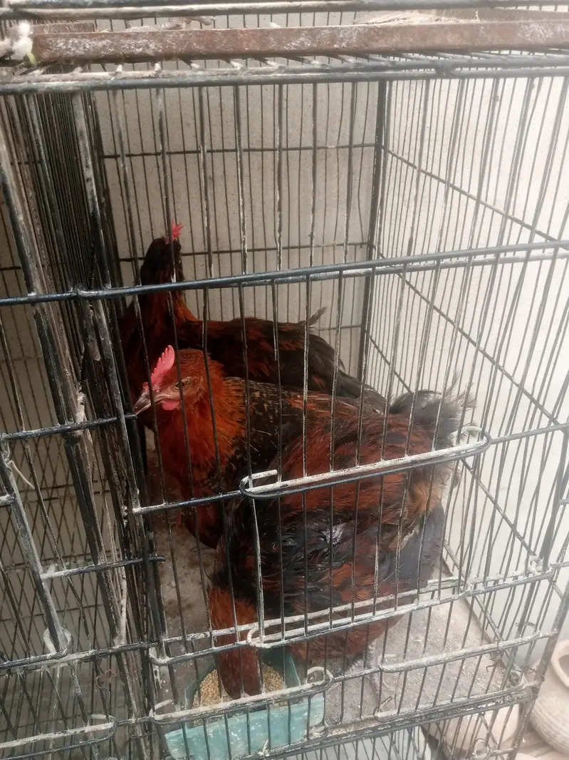 missri murgya available — photo 2