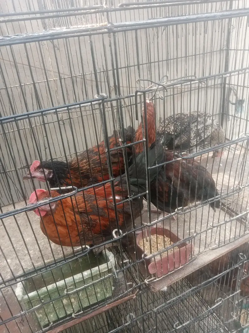 missri murgya available — photo 3