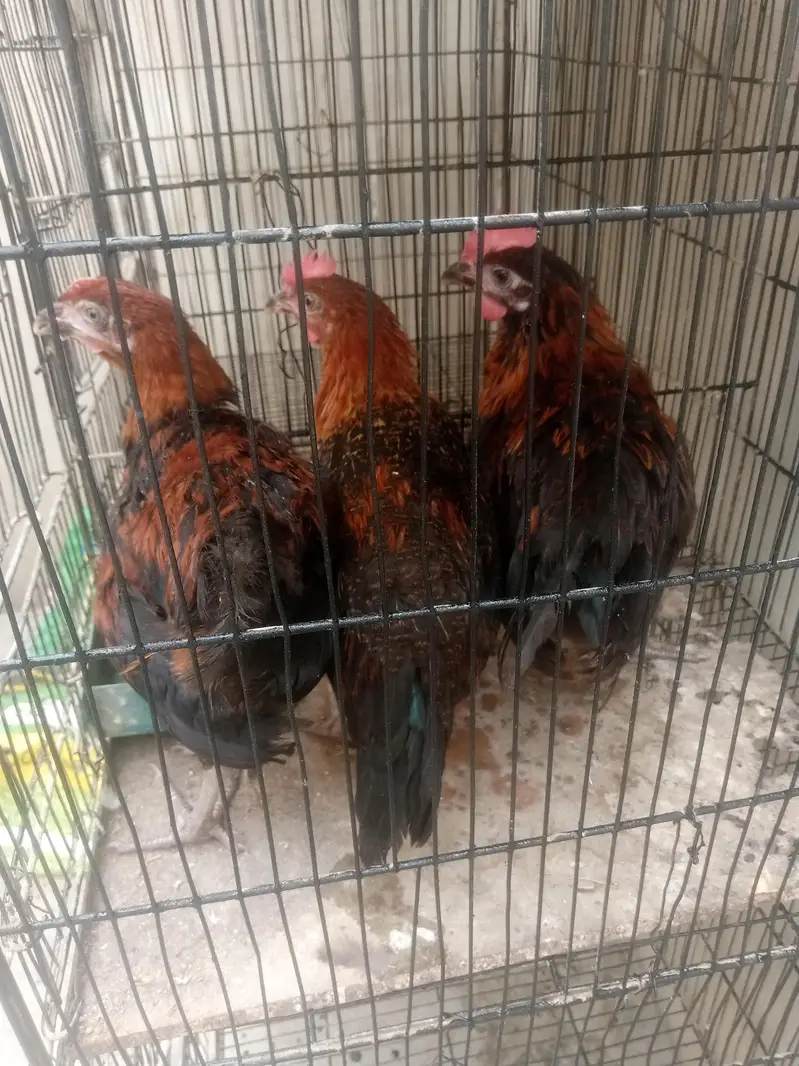 missri murgya available — photo 4