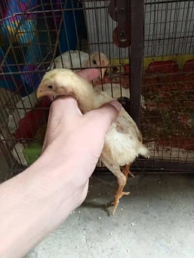 aseel shamo chicks or aseel mianwali pair Whatsapp number 03234852217