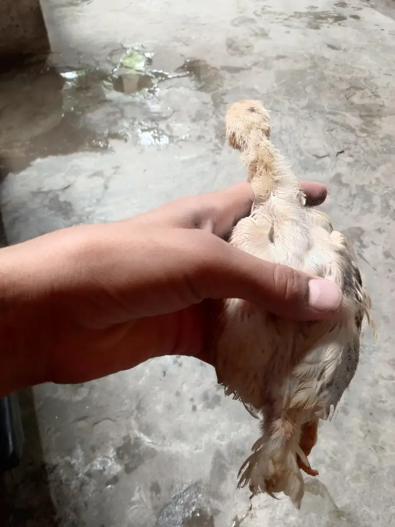 aseel shamo chicks or aseel mianwali pair Whatsapp number 03234852217 — photo 3