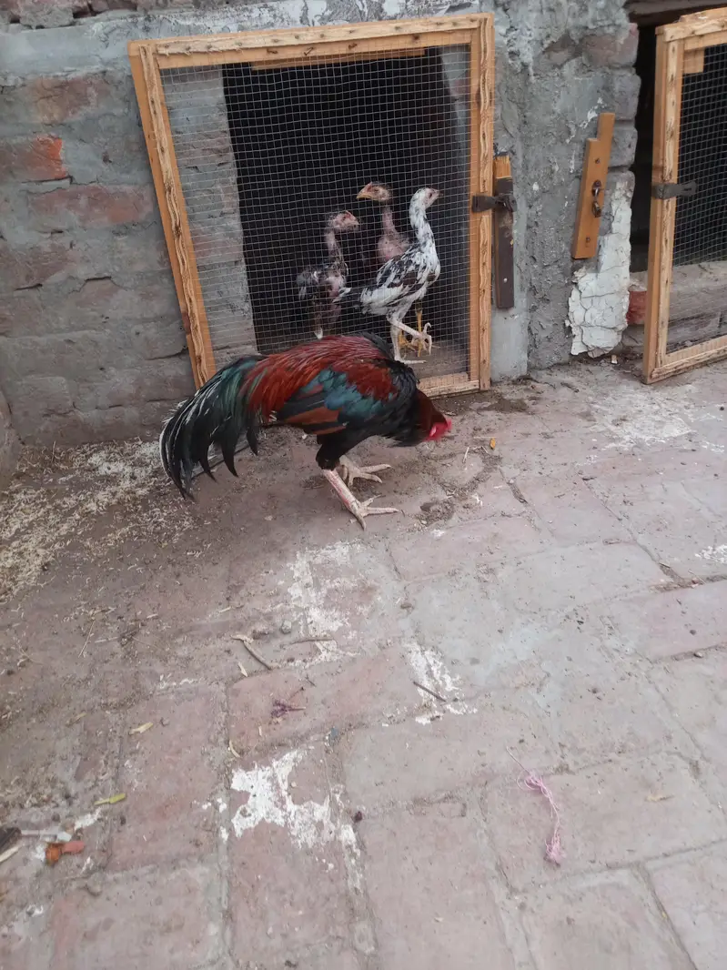 aseel shamo chicks or aseel mianwali pair Whatsapp number 03234852217 — photo 6