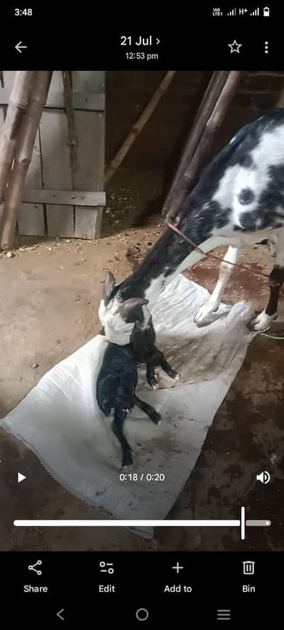 Taza sui Bakri healthy and active