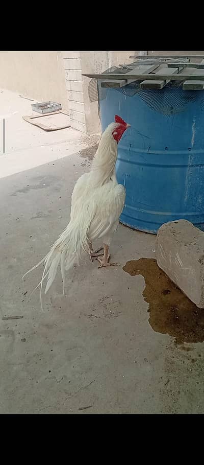 High quality Heera male
