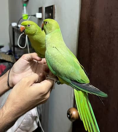 Talking Parrot