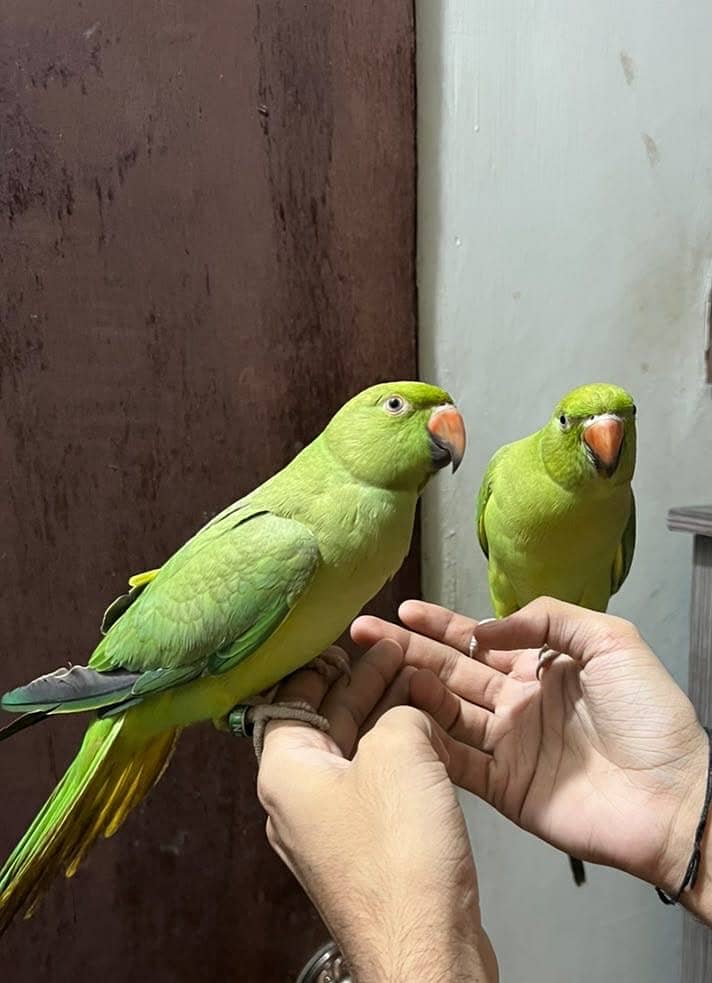 Talking Parrot 1