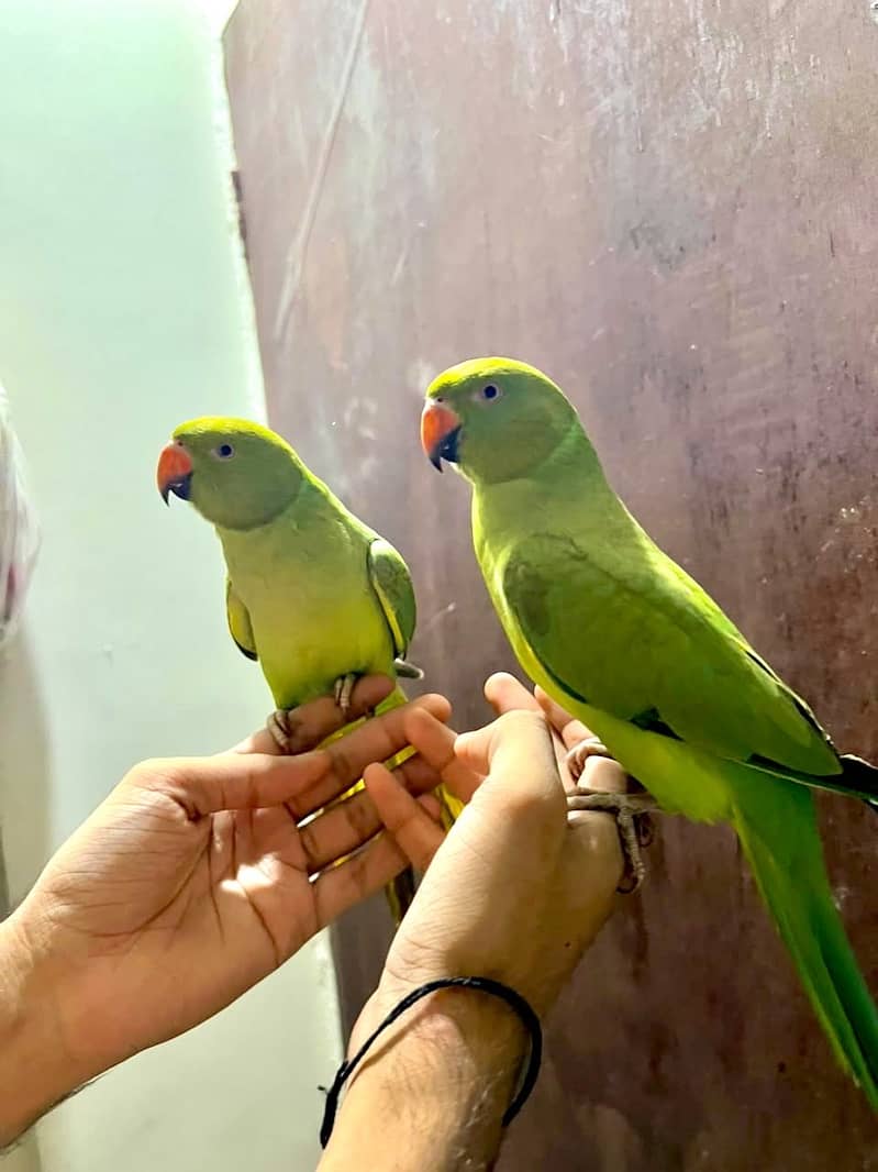 Talking Parrot 2