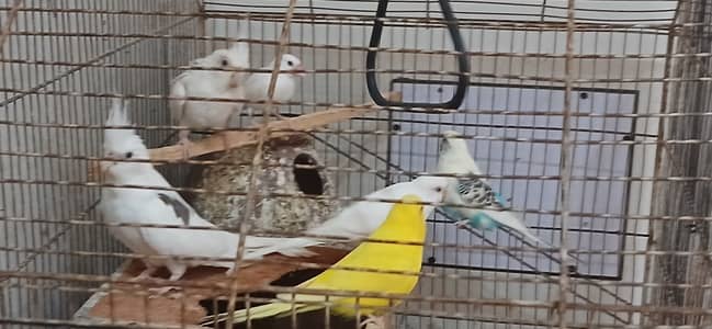 Parrots cocktale and budgie and white jawa
