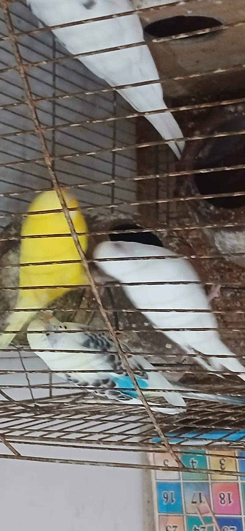 Parrots cocktale and budgie and white jawa — photo 2