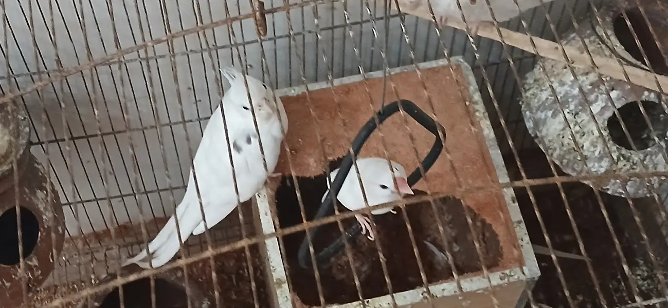 Parrots cocktale and budgie and white jawa — photo 3