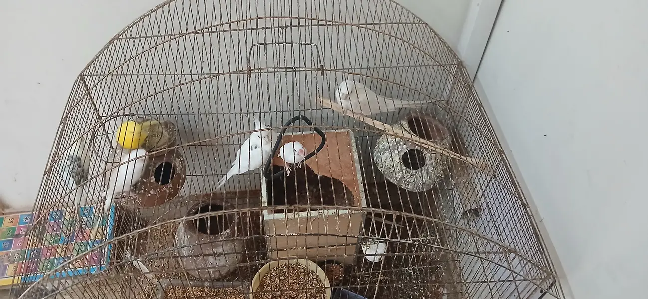 Parrots cocktale and budgie and white jawa — photo 4