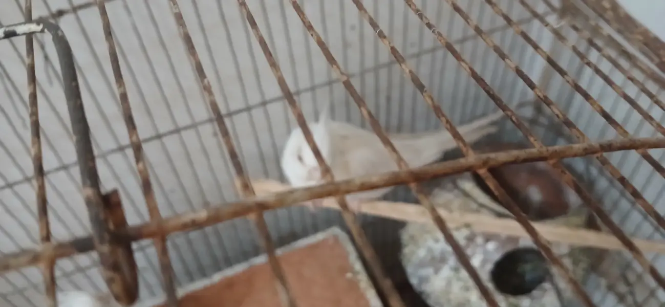 Parrots cocktale and budgie and white jawa — photo 5