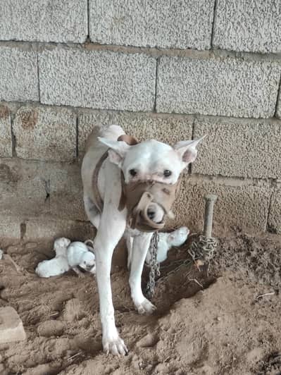 Gultair Female Dog with puppies