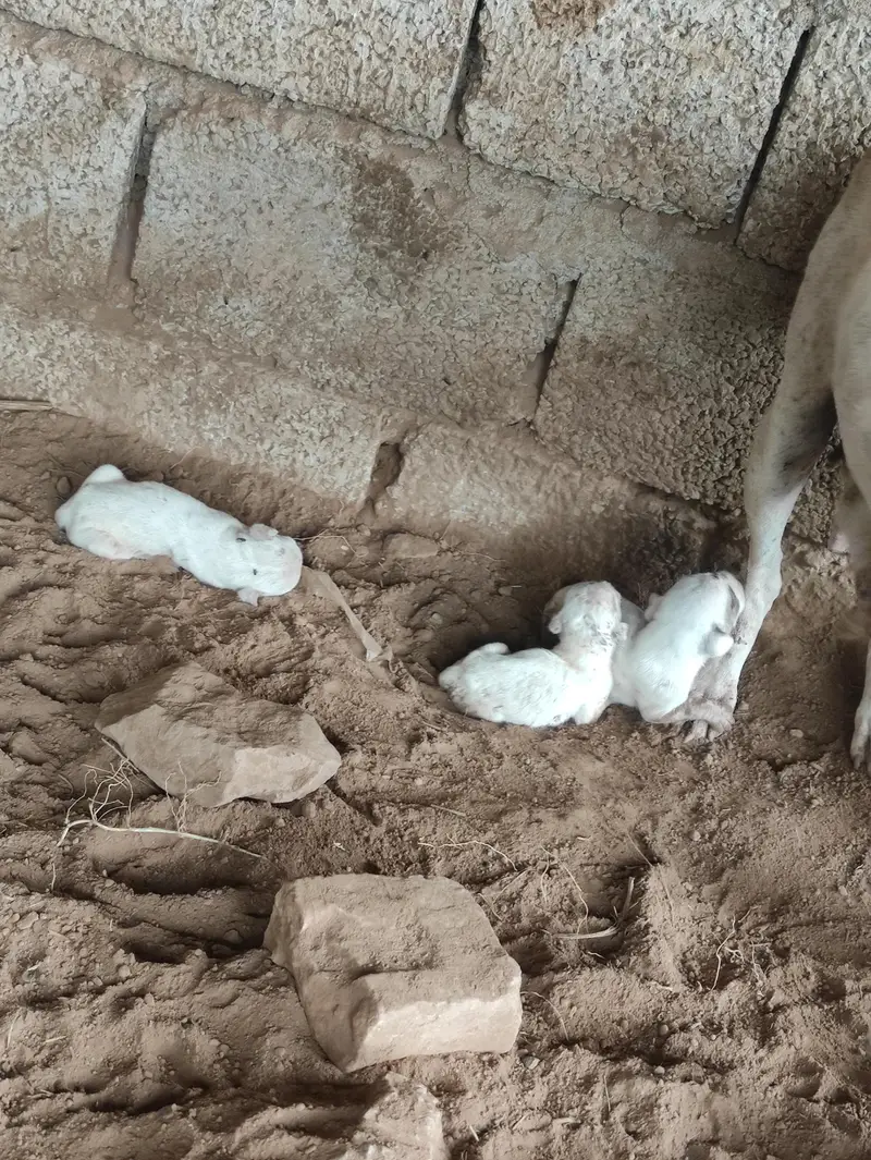 Gultair Female Dog with puppies — photo 2