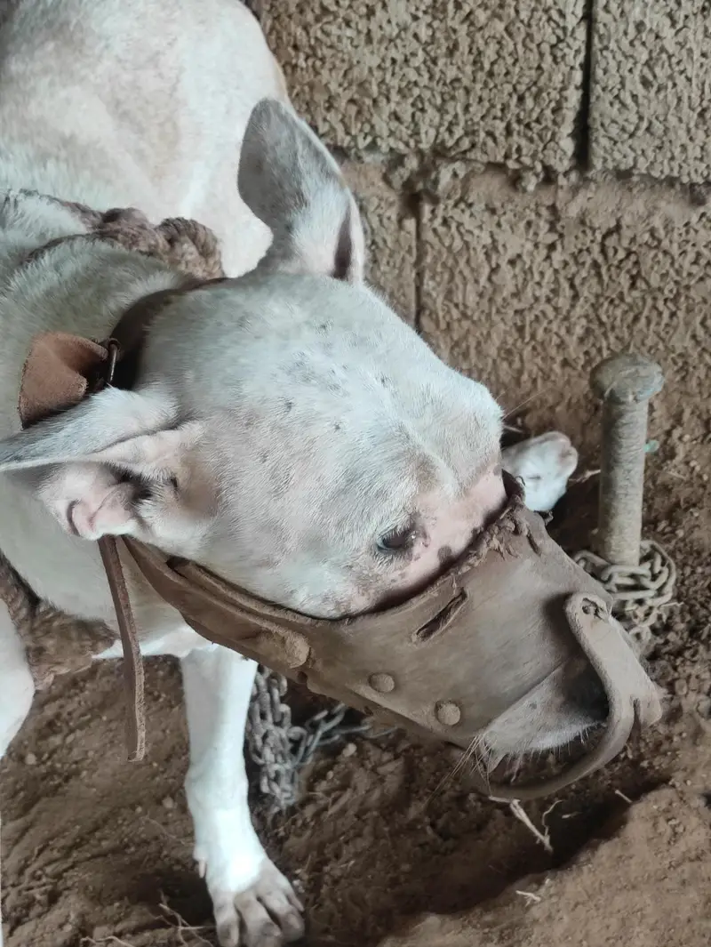 Gultair Female Dog with puppies — photo 3