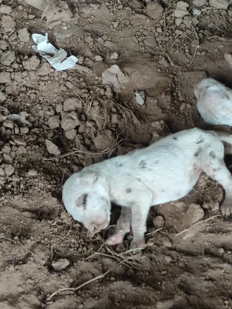 Gultair Female Dog with puppies — photo 4