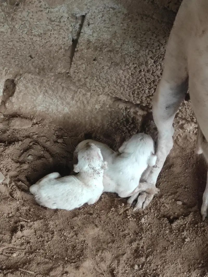 Gultair Female Dog with puppies — photo 5