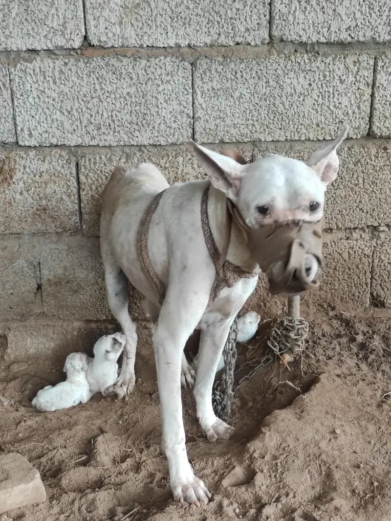 Gultair Female Dog with puppies — photo 6