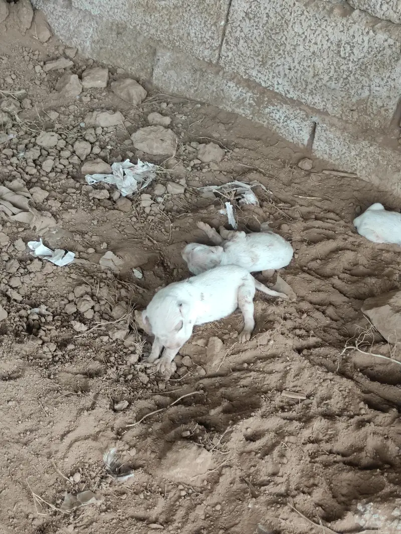 Gultair Female Dog with puppies — photo 7