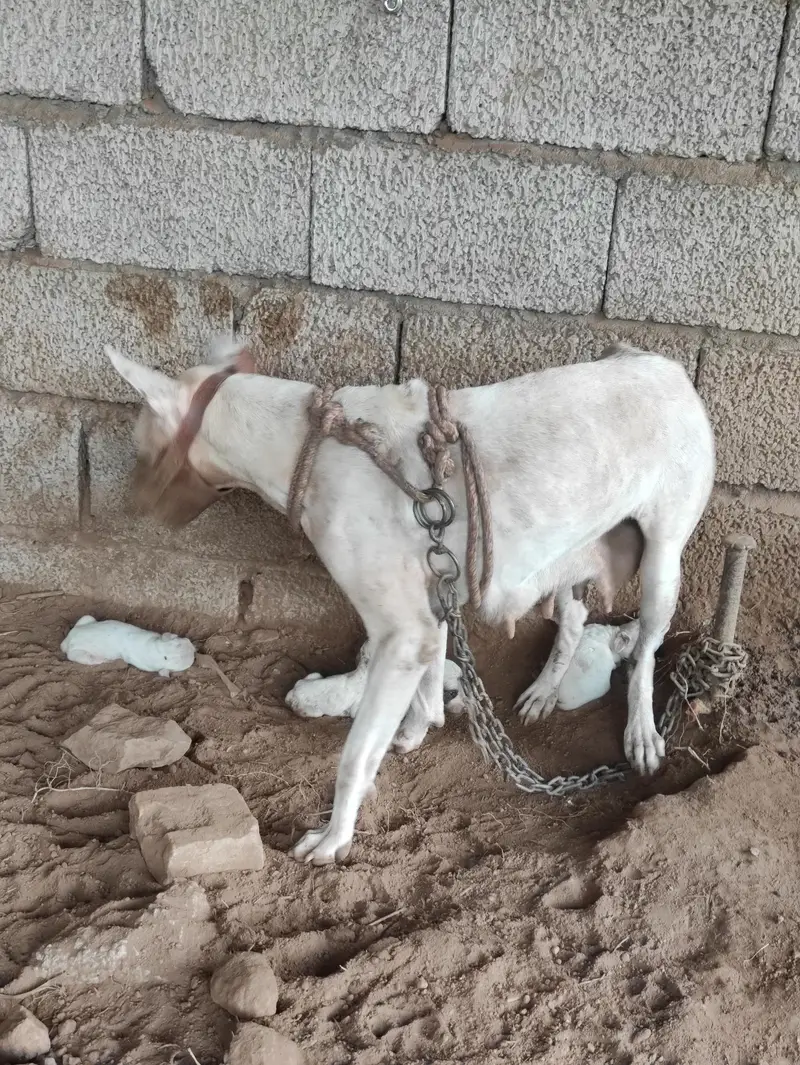 Gultair Female Dog with puppies — photo 8