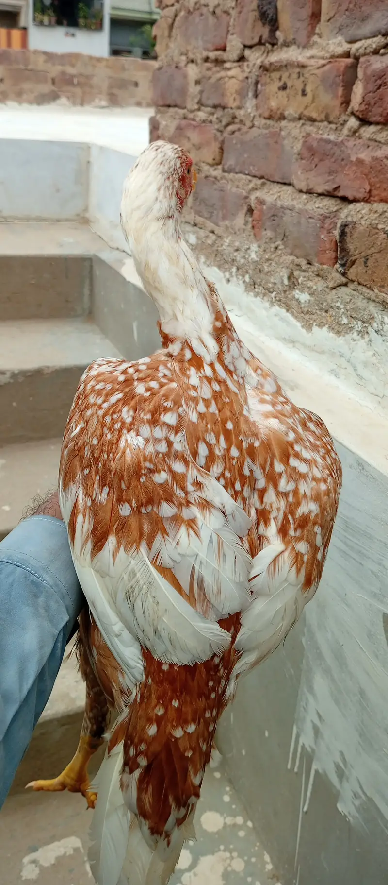 Aseel Murgi madi — photo 2