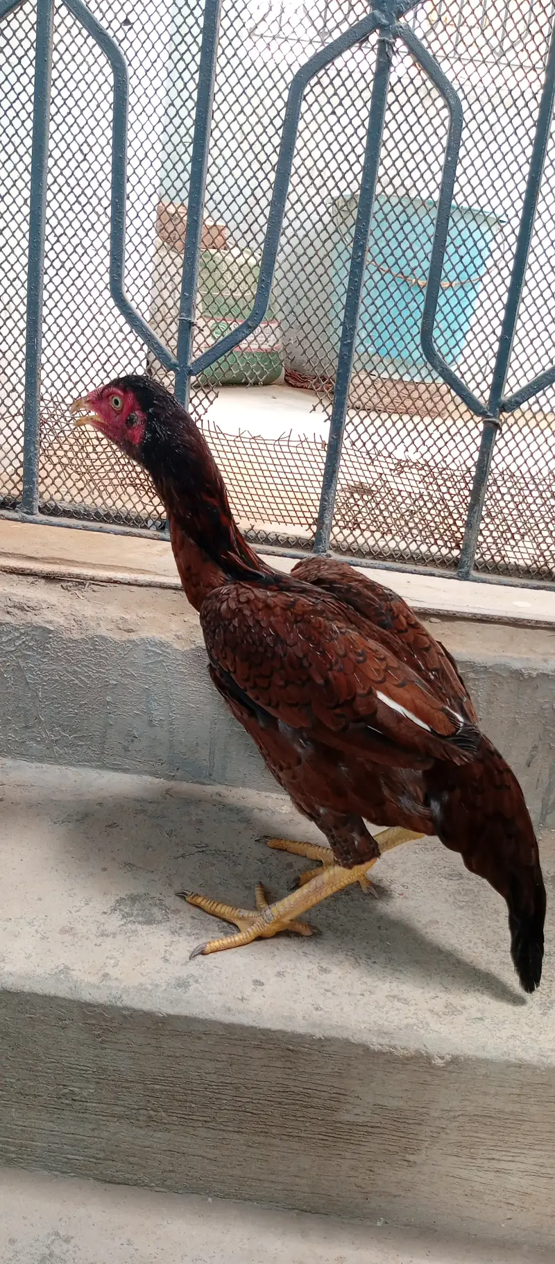 Aseel Murgi madi — photo 9