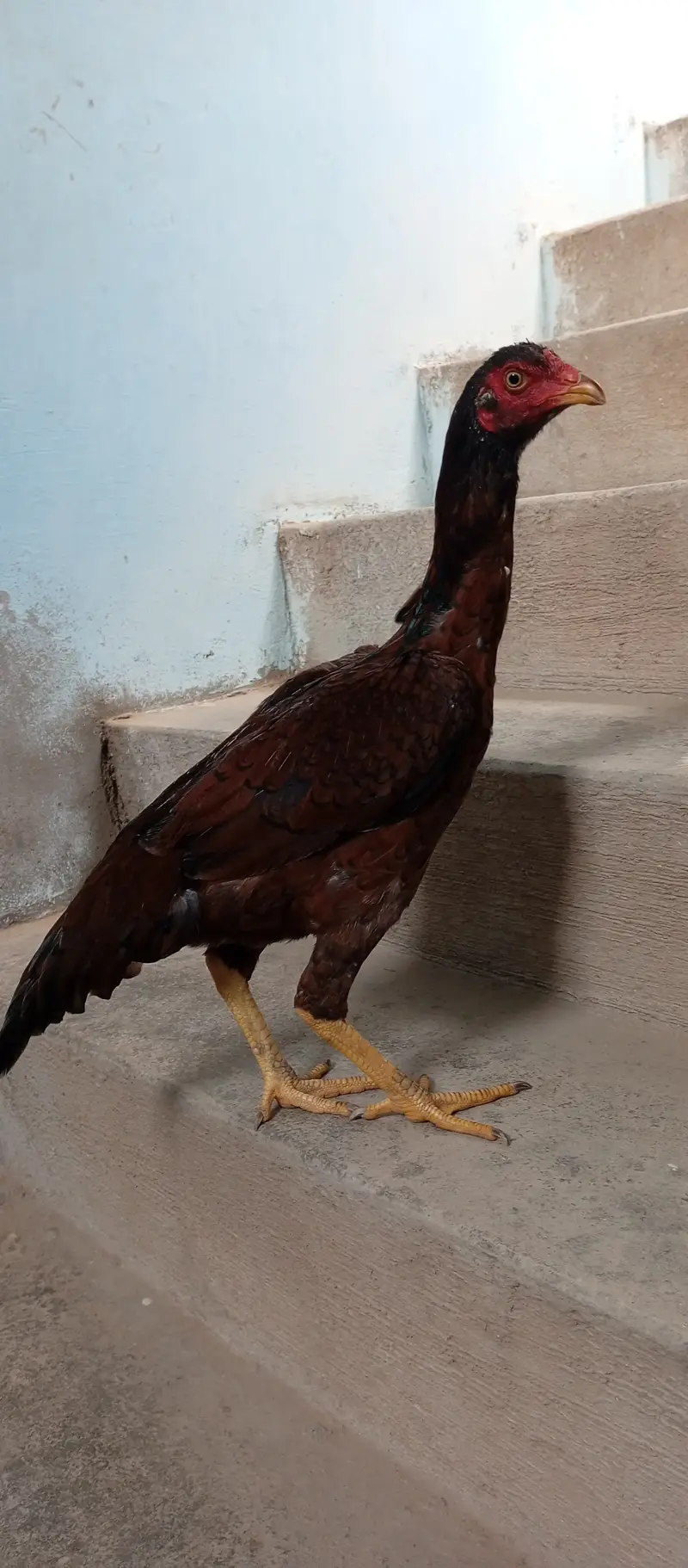 Aseel Murgi madi — photo 10