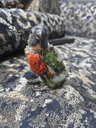 Swinson Lori chick