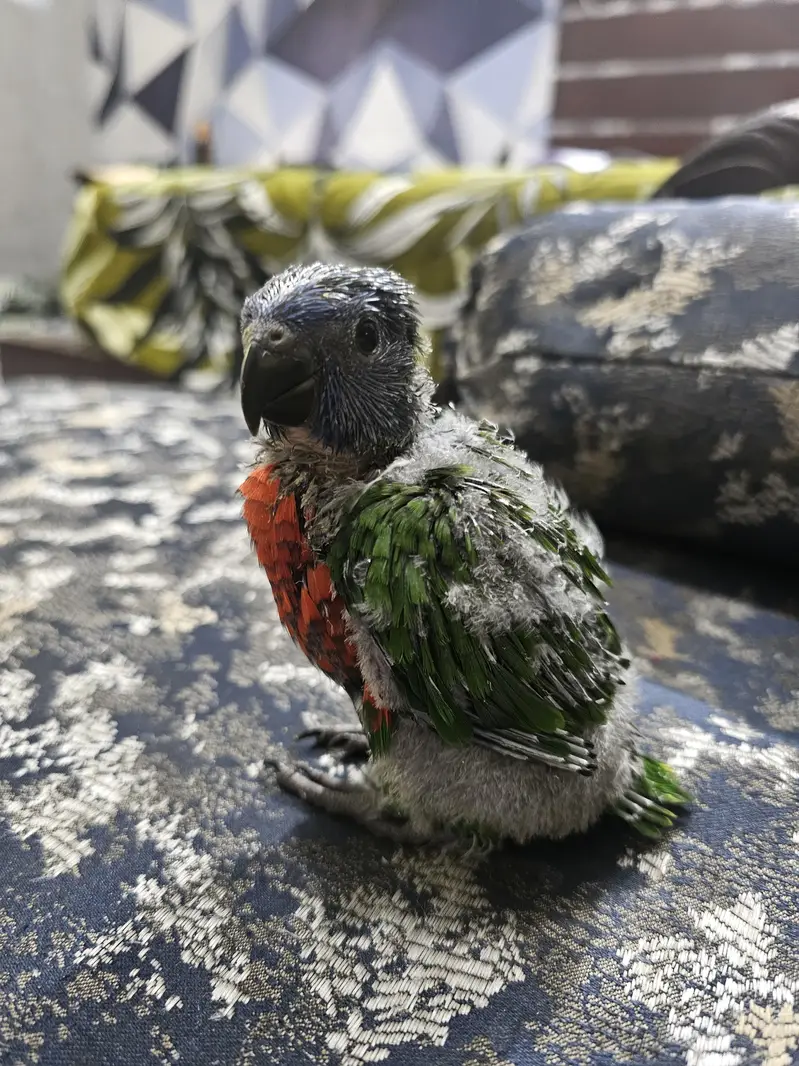 Swinson Lori chick — photo 3