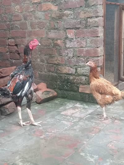Aseel pair
