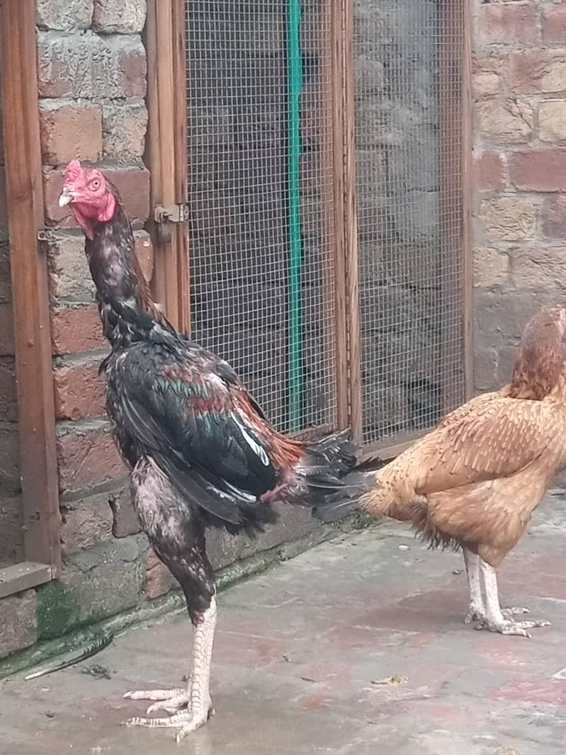 Aseel pair 2