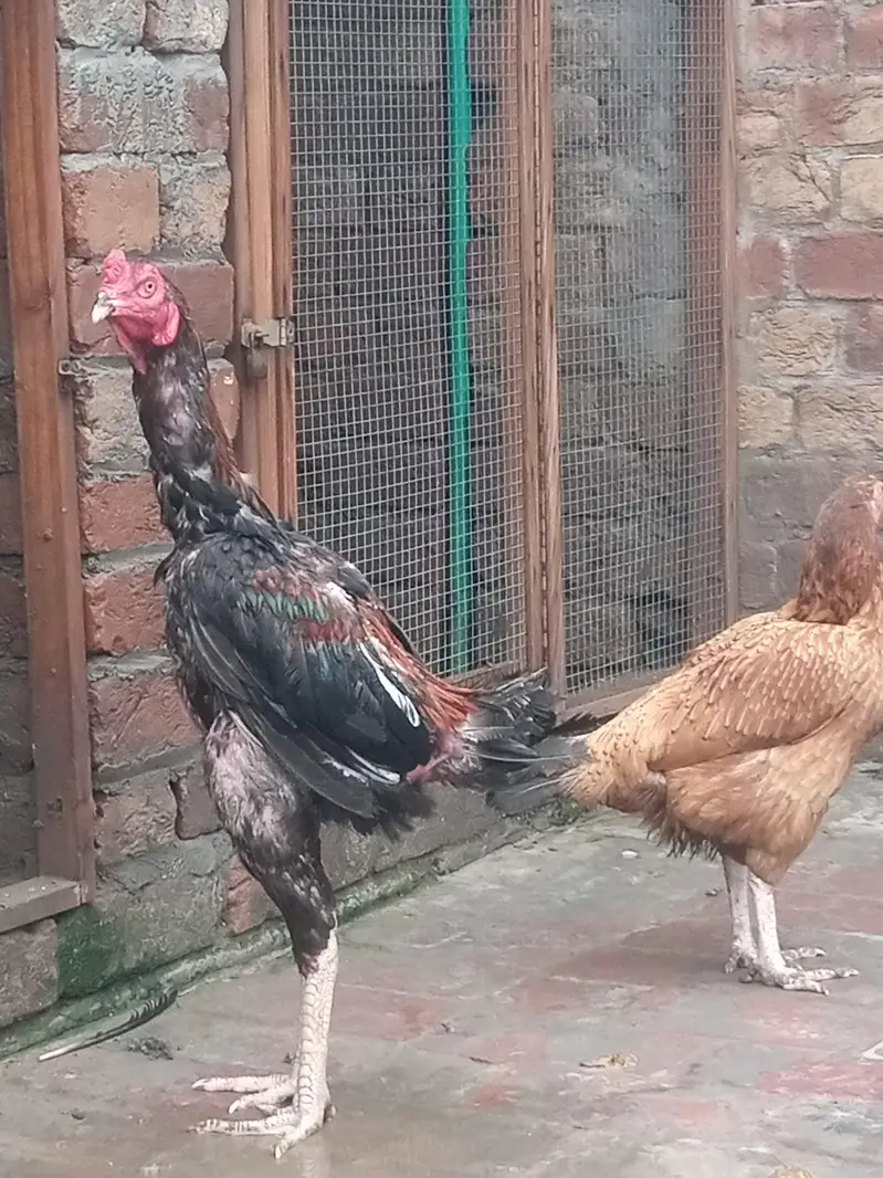 Aseel pair — photo 3
