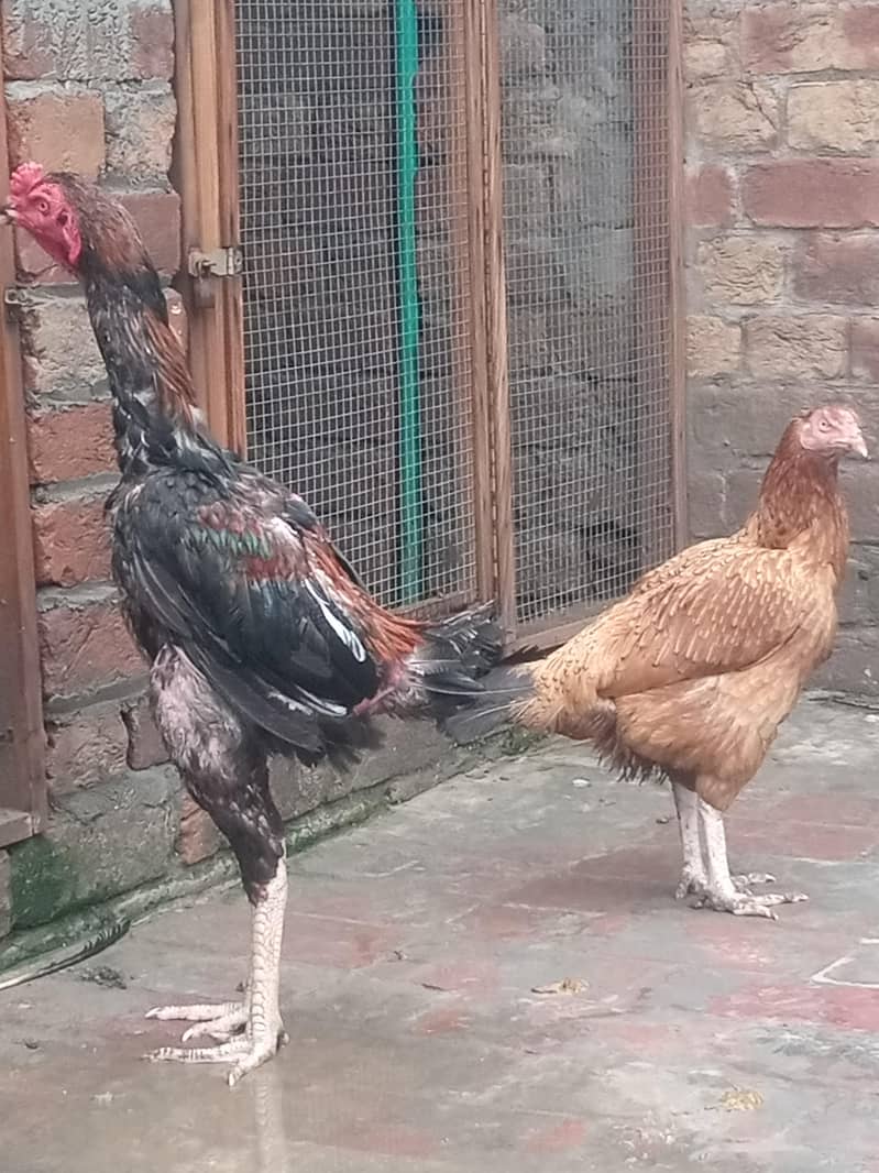 Aseel pair 3