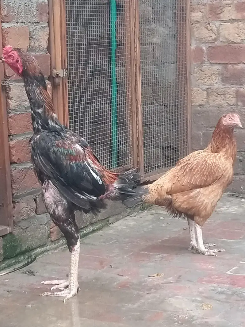 Aseel pair — photo 4