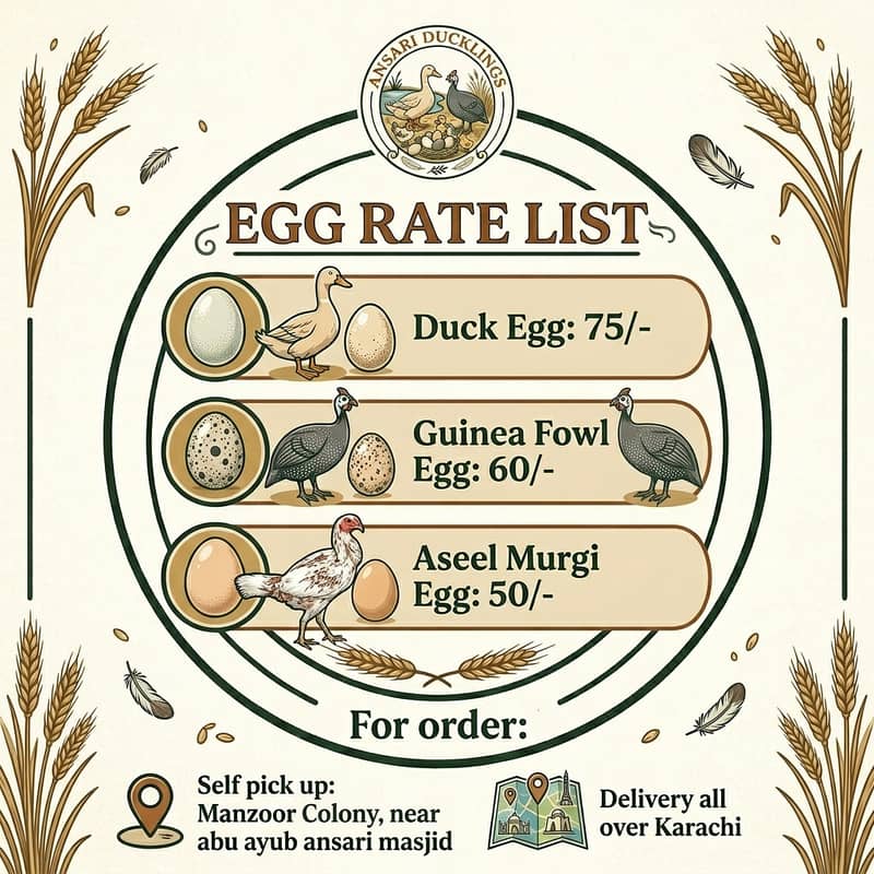 Fertile Eggs 2
