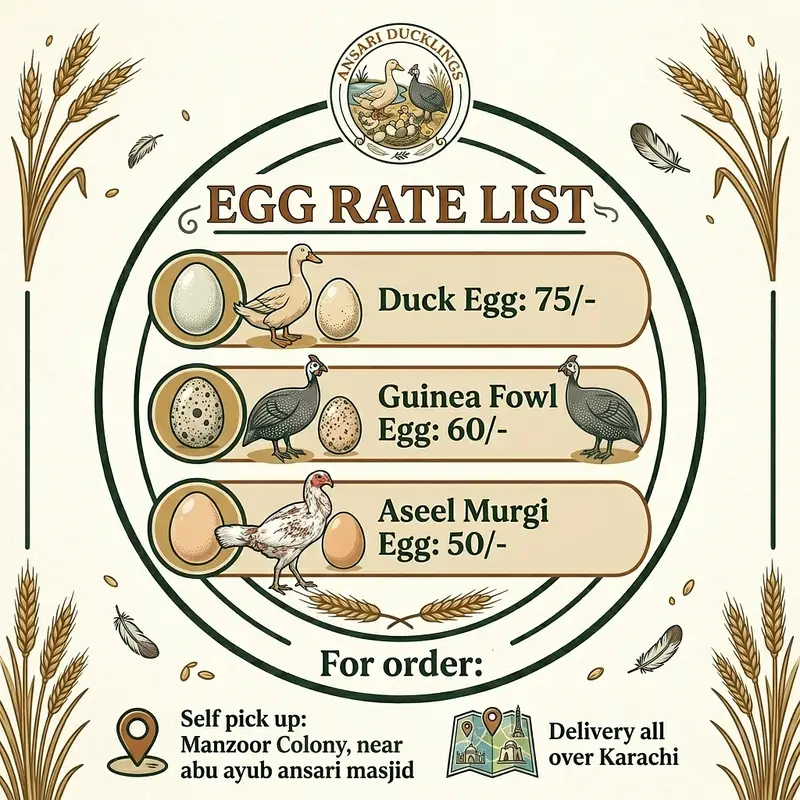 Fertile Eggs — photo 3