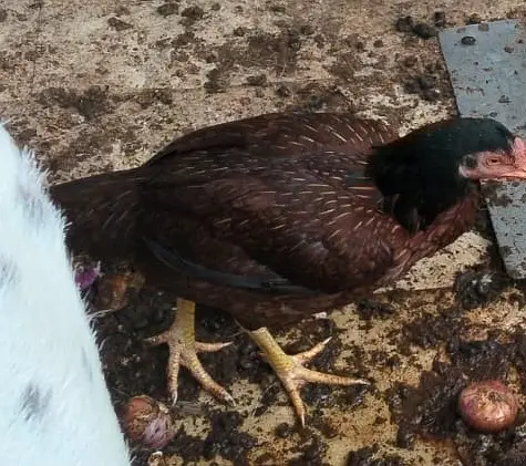 Fertile Eggs — photo 5