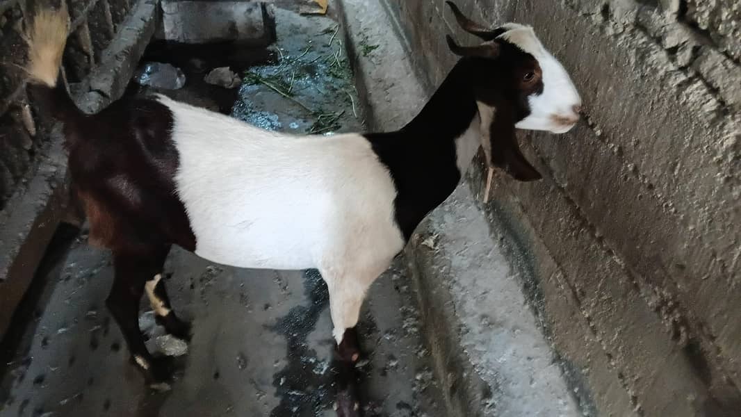 kamore 0