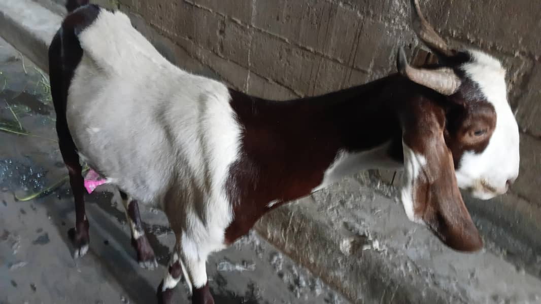 kamore 2