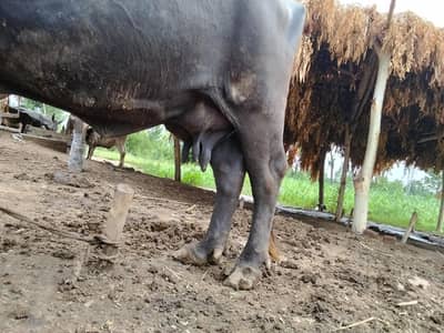 buffalo for sale