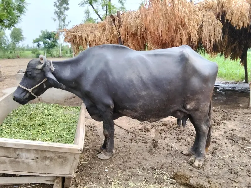 buffalo for sale — photo 2