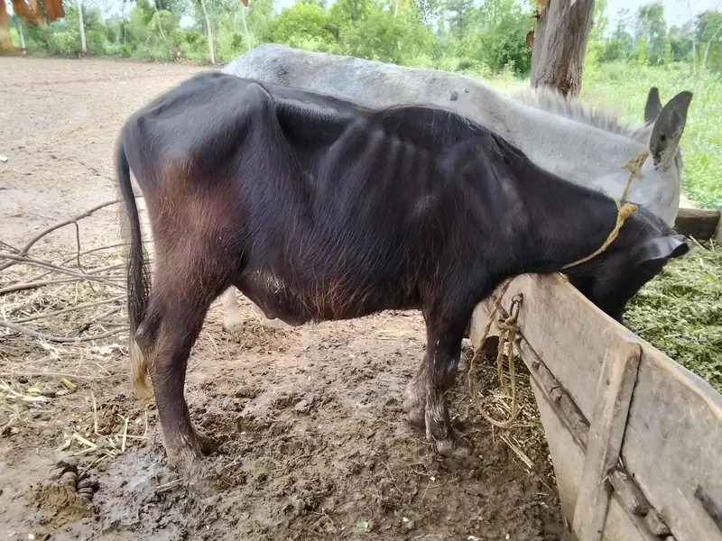 buffalo for sale — photo 3