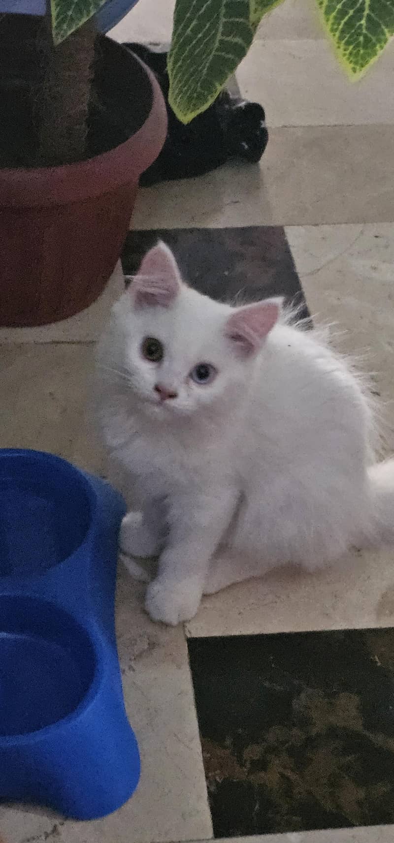 Persion Cat 1