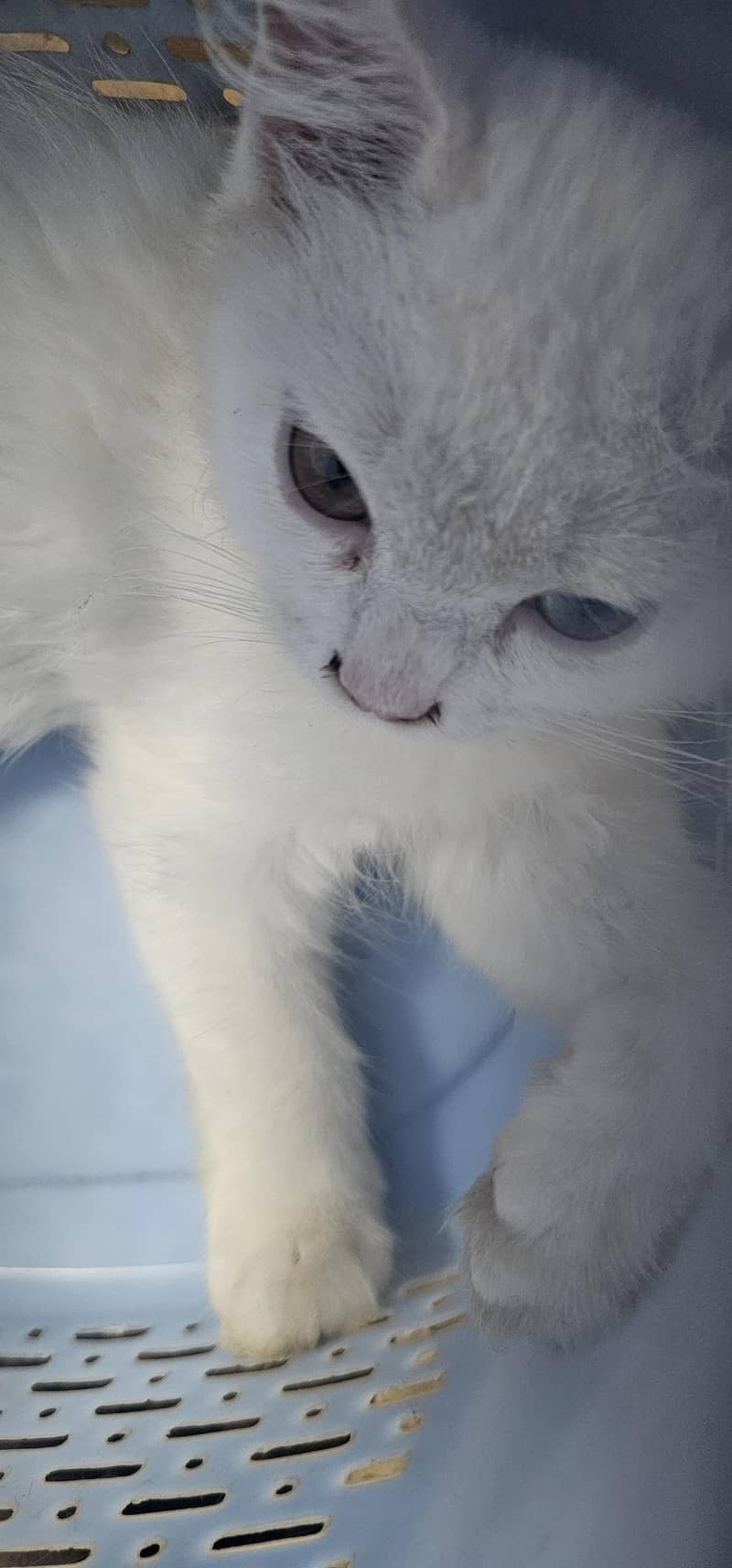 Persion Cat 2